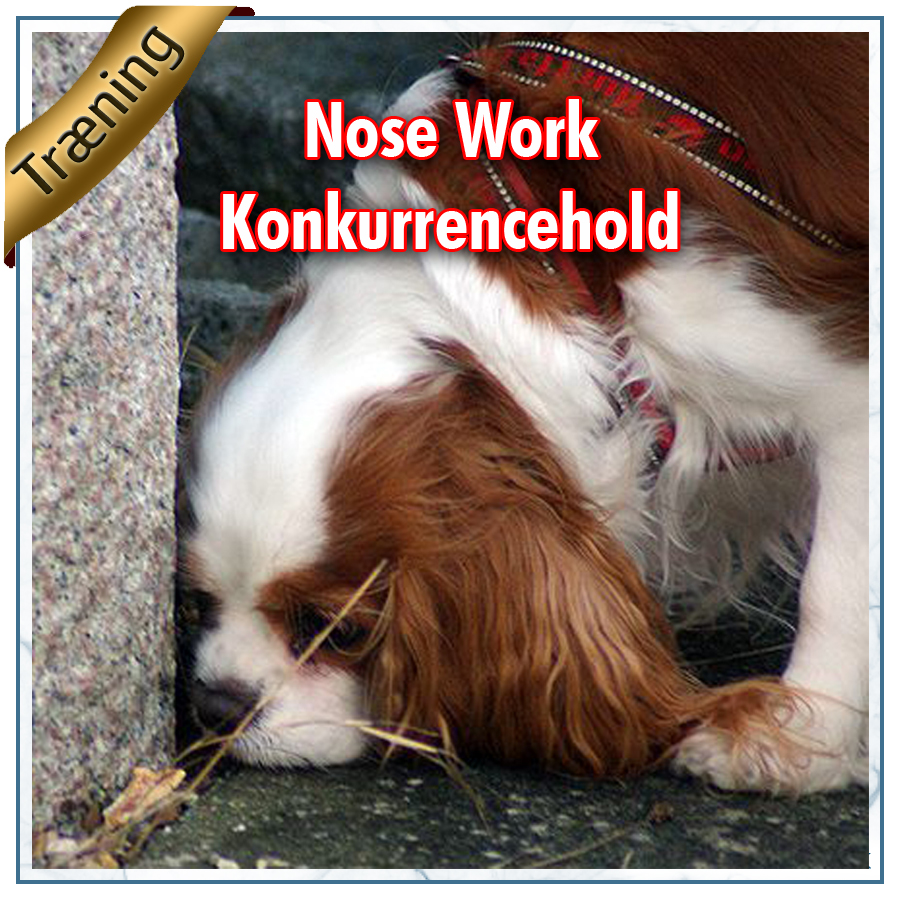 Nose Work - konkurrencehold, Vejle