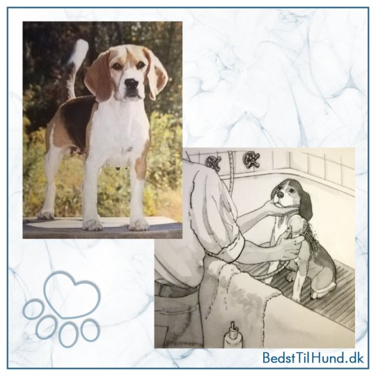 Bog, Beagle